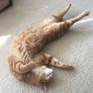 Meet your Posher, Kenneth